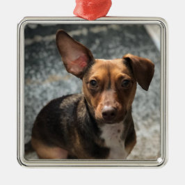 Loteerbare en schattige "Heinz-variëteit" pooch Metalen Ornament