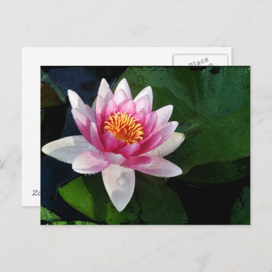 Lotus2 Briefkaart (Voorkant / Achterkant)