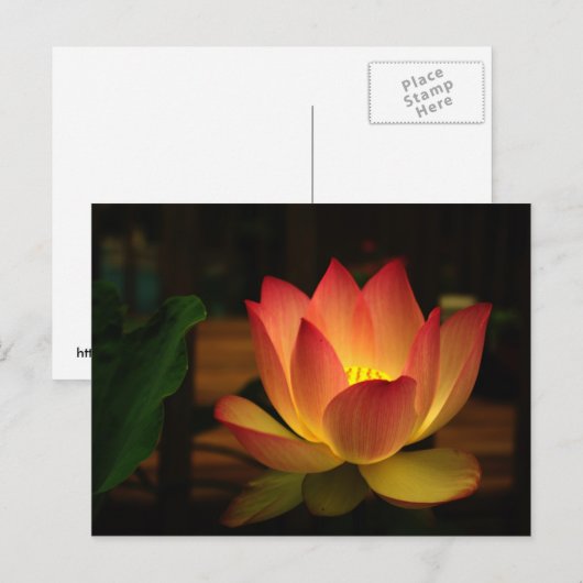 Lotus 1 briefkaart (Voorkant / Achterkant)