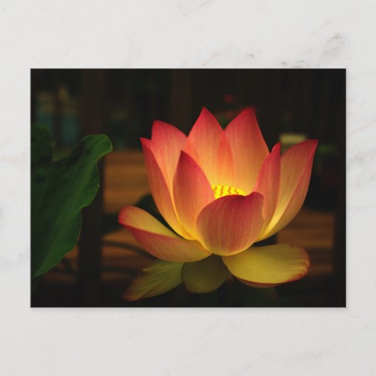 Lotus 1 briefkaart (Voorkant)