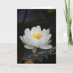 Lotus #2360 kaart