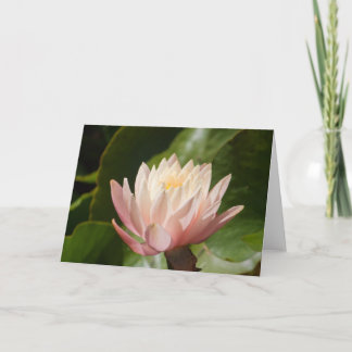 Lotus #2560 kaart