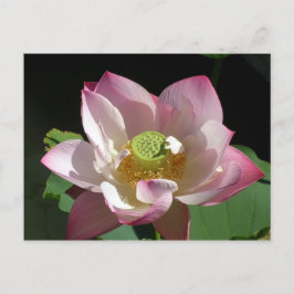 Lotus Aankondigingskaart