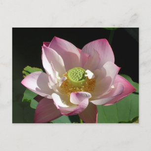 Lotus Aankondigingskaart
