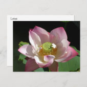 Lotus Aankondigingskaart (Voorkant / Achterkant)