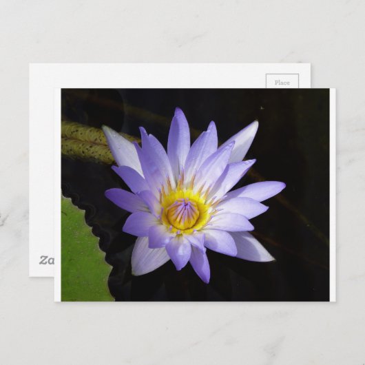 lotus bleu du Nil Briefkaart (Voorkant / Achterkant)