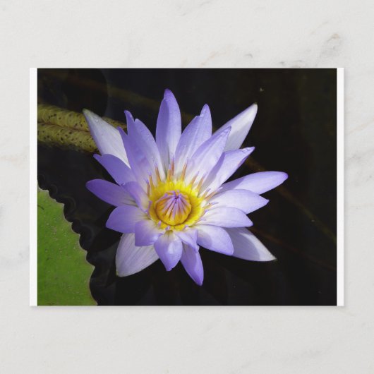 lotus bleu du Nil Briefkaart (Voorkant)