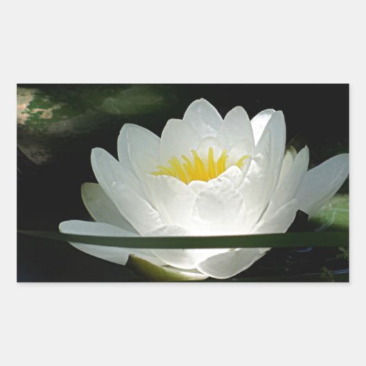 Lotus Bloem Cadeaus Rechthoekige Sticker (Voorkant)