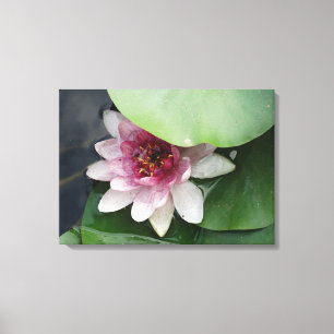 Lotus Bloem Fotografie Canvas Print