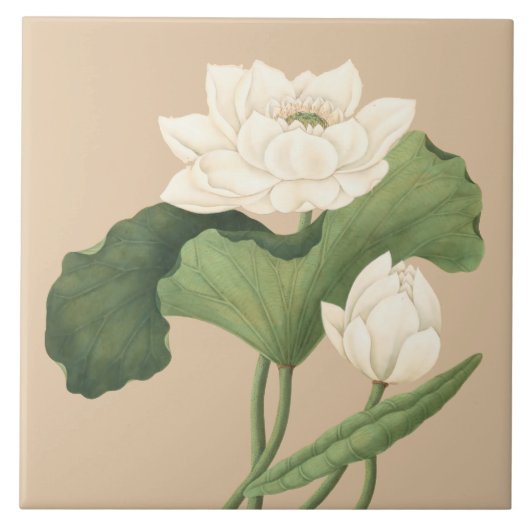 Lotus Bloem van Oost-Indische Botanische Kunst Tegeltje (Voorkant)