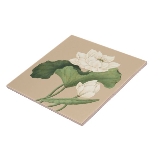 Lotus Bloem van Oost-Indische Botanische Kunst Tegeltje (Zijkant)