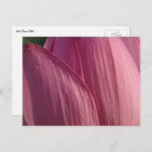 Lotus Bloemblaadjes Roze Bloem Briefkaart (Voorkant / Achterkant)