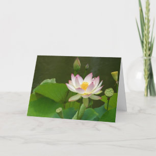 Lotus Bloemen Vijvers Kaart