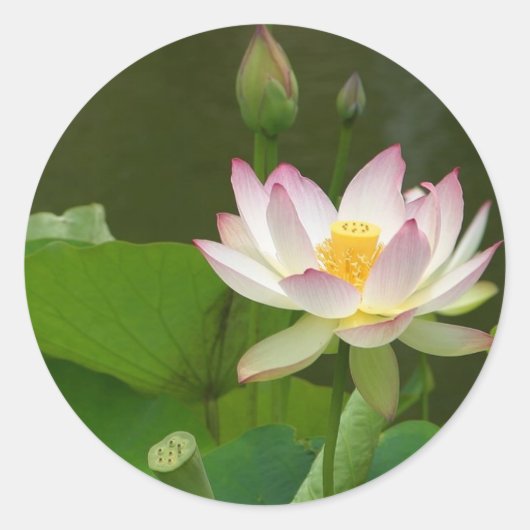 Lotus Bloemen Vijvers Ronde Sticker (Voorkant)