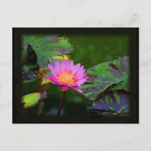 Lotus Bloom Briefkaart (Voorkant)