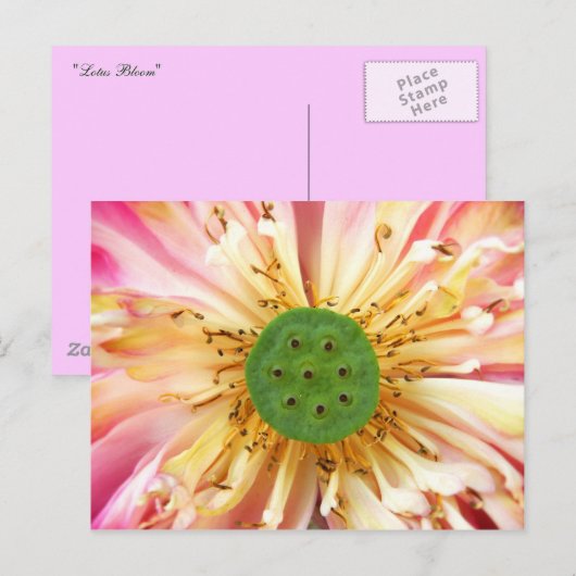 Lotus Bloom Briefkaart (Voorkant / Achterkant)