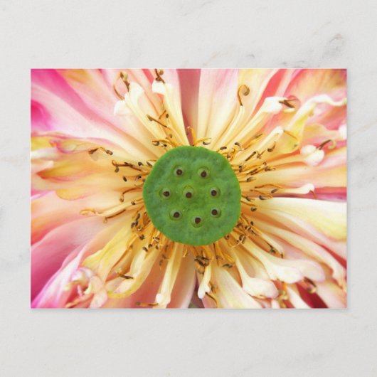 Lotus Bloom Briefkaart (Voorkant)