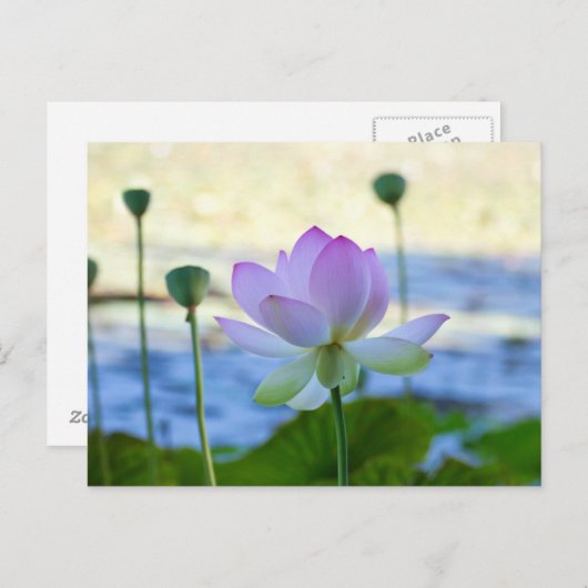 Lotus Bloom Briefkaart (Voorkant / Achterkant)