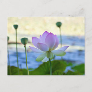 Lotus Bloom Briefkaart