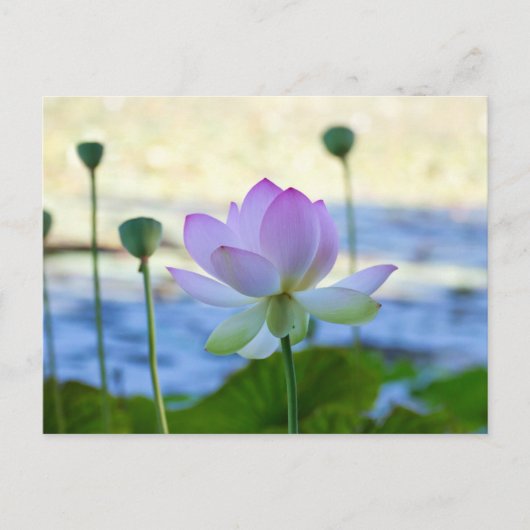 Lotus Bloom Briefkaart (Voorkant)