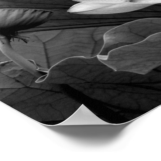 Lotus Bloom in zwart-wit Poster (Hoek)