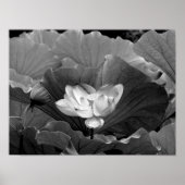 Lotus Bloom in zwart-wit Poster (Voorkant)