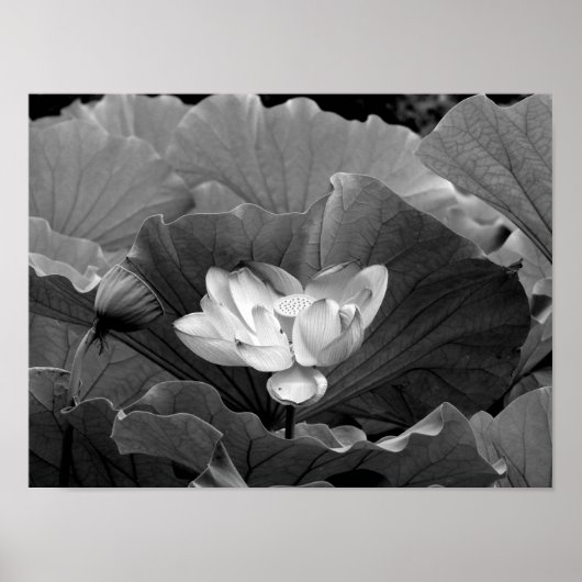 Lotus Bloom in zwart-wit Poster (Voorkant)