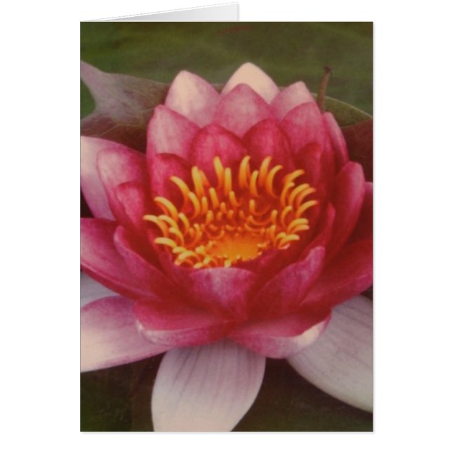 Lotus Blossom - door Logan Guinn (Voorkant)