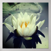 Lotus Blossom Poster (Voorkant)