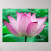 Lotus Blossom Poster (Voorkant)