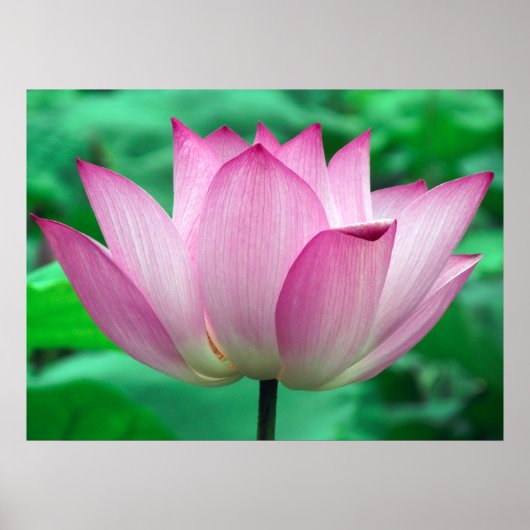 Lotus Blossom Poster (Voorkant)
