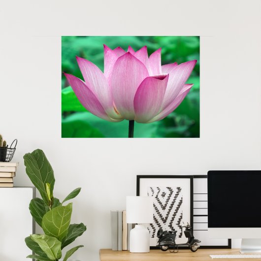Lotus Blossom Poster (Thuiskantoor)
