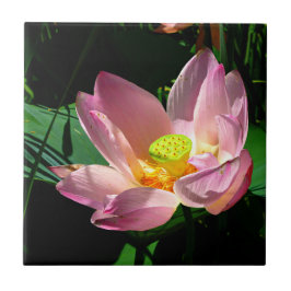 Lotus Blossom Tegeltje