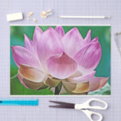 Lotus blossom tissuepapier (Craft)