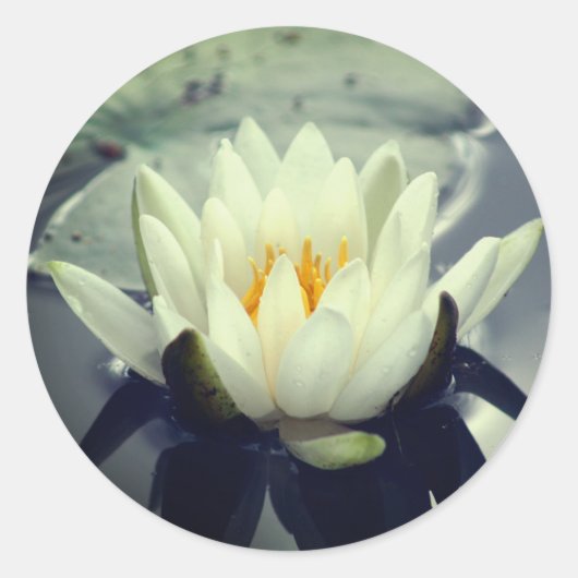 Lotus Blossom Water Lily Flower Ronde Sticker (Voorkant)