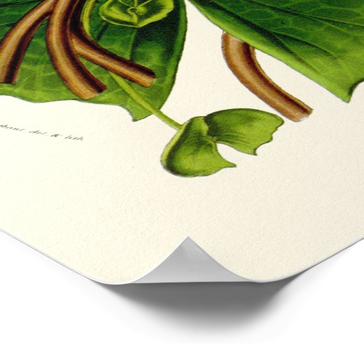 Lotus Botanical Print (Hoek)