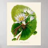 Lotus Botanical Print (Voorkant)