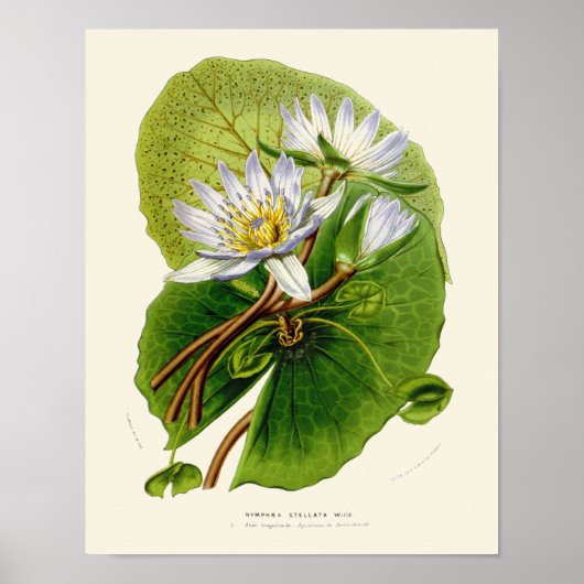 Lotus Botanical Print (Voorkant)
