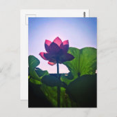 Lotus Briefkaart (Voorkant / Achterkant)