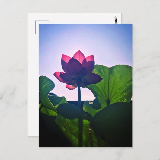 Lotus Briefkaart (Voorkant / Achterkant)