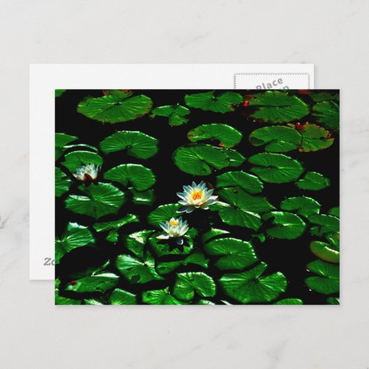 Lotus Briefkaart (Voorkant / Achterkant)