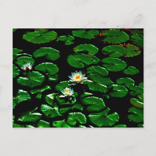Lotus Briefkaart (Voorkant)
