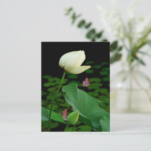 Lotus Briefkaart (Staand voorkant)