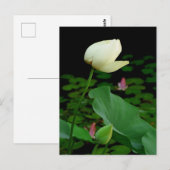 Lotus Briefkaart (Voorkant / Achterkant)