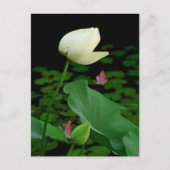 Lotus Briefkaart (Voorkant)
