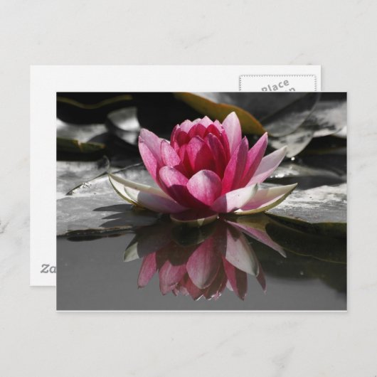 Lotus Briefkaart (Voorkant / Achterkant)