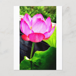 Lotus Briefkaart