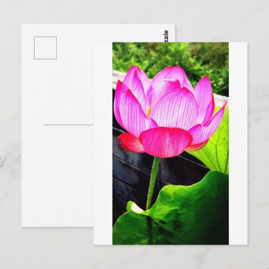 Lotus Briefkaart (Voorkant / Achterkant)