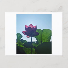 Lotus Briefkaart