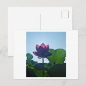 Lotus Briefkaart (Voorkant / Achterkant)